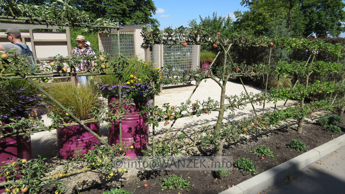 Apfelspalier waagerecht 01.JPG